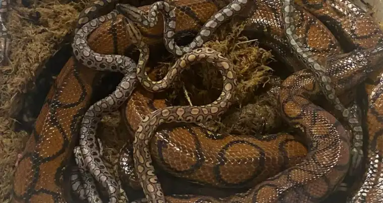 ولادة رونالدو الأولى 