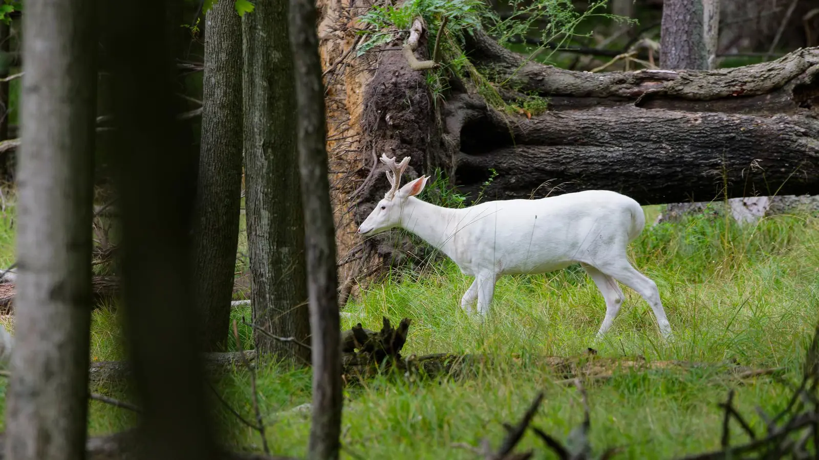 مشهد نادر.. رجل يوثّق ظهور غزال أبيض في ميشيغان (فيديو)