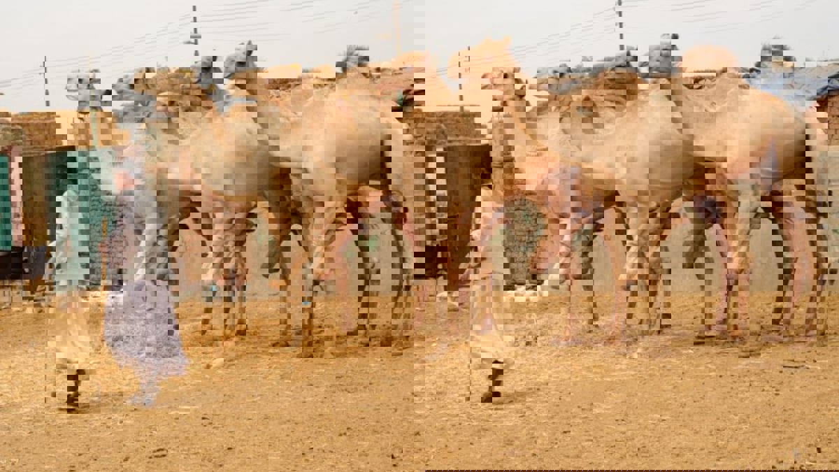 أضاحي "برقاش" في مصر.. أقدم مزاد جمال وقبلة للباحثين عنها