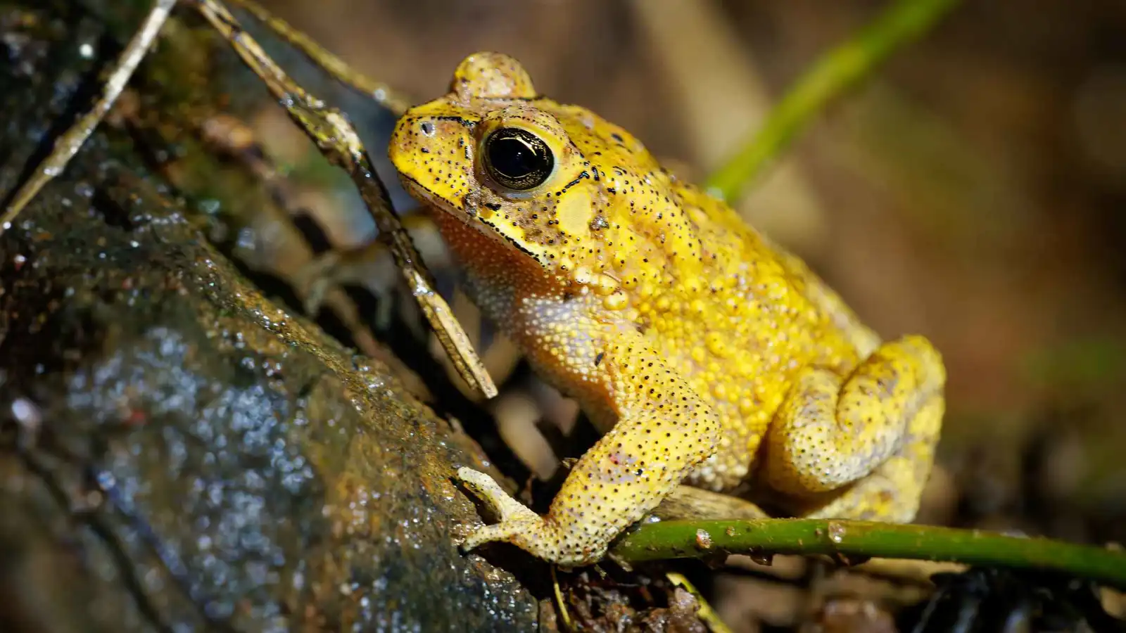 كشف لغز الضفادع التي تتلوّن بالأصفر مع أول المطر