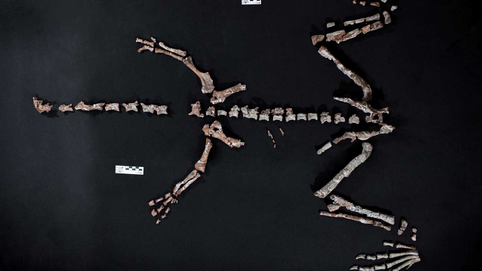 اكتشاف بقايا أحد أقدم الديناصورات على وجه الأرض في الأرجنتين