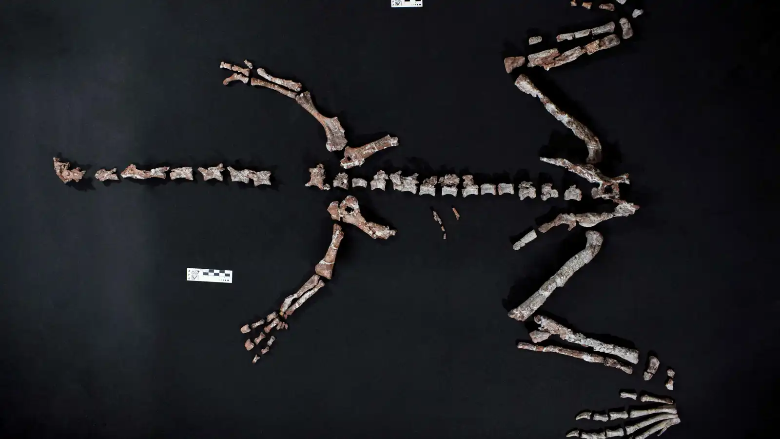 اكتشاف بقايا أحد أقدم الديناصورات على وجه الأرض في الأرجنتين