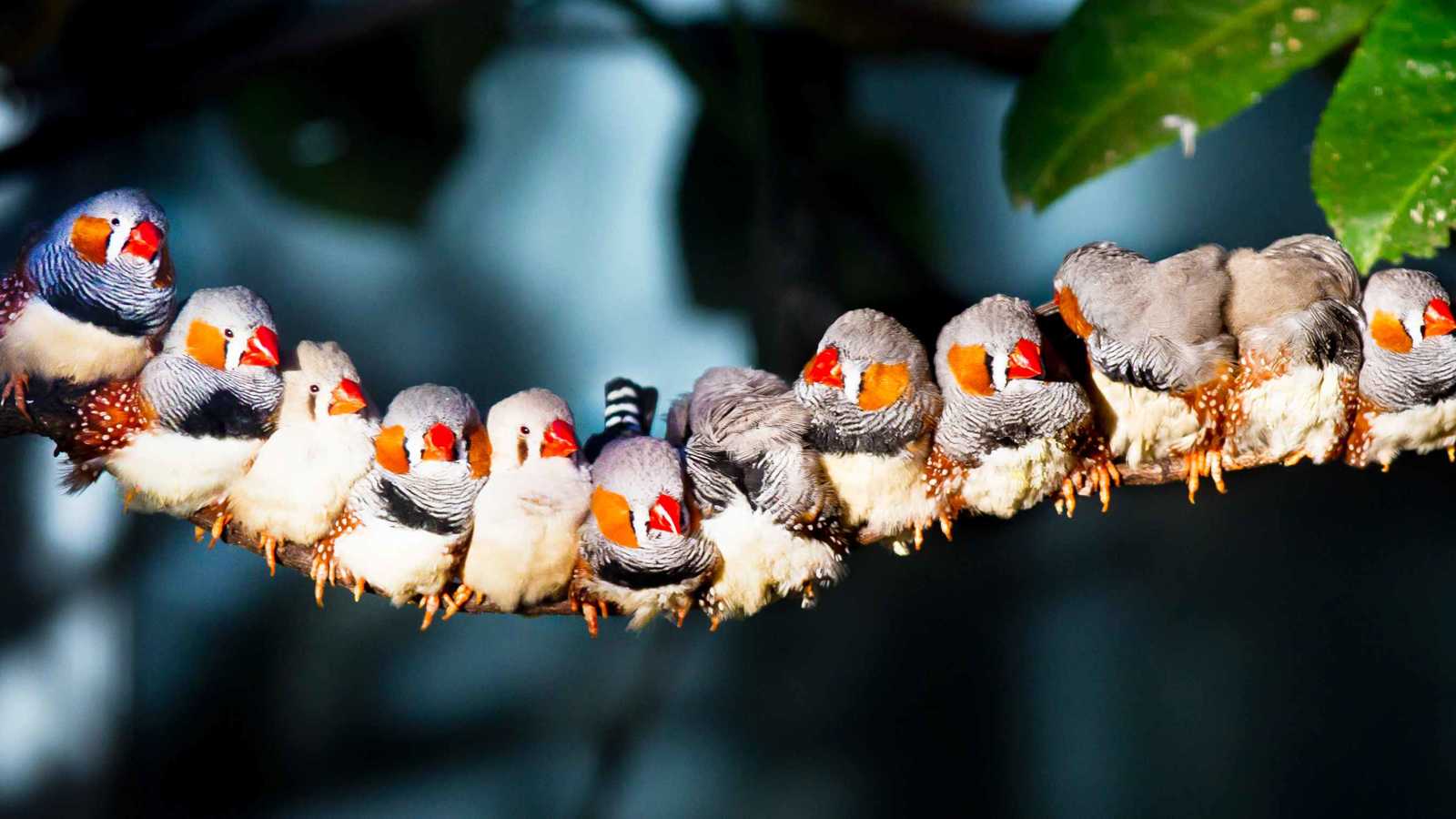 علماء يوثقون ظاهرة "تغيير الجنس" لدى بعض الطيور