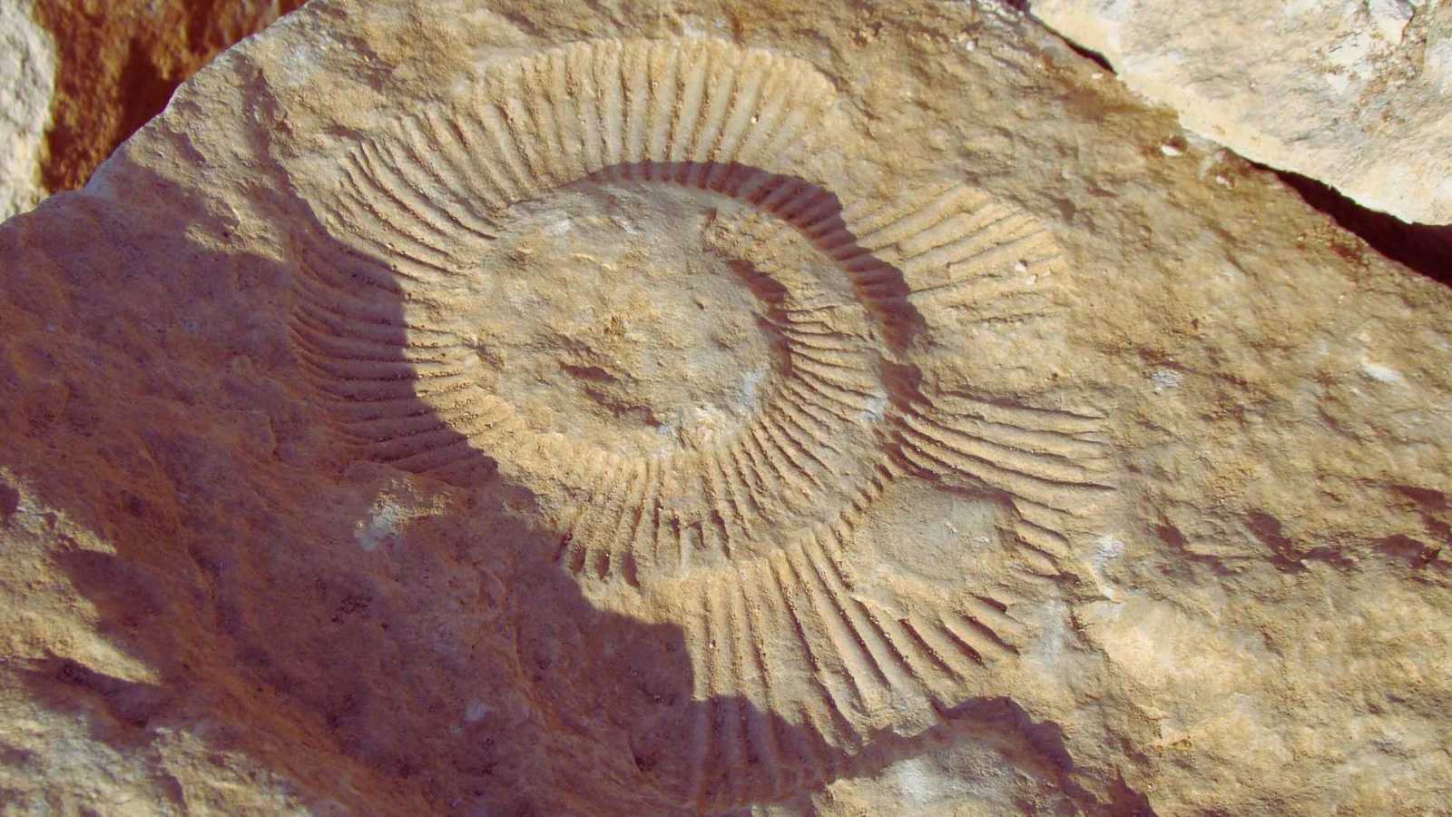 أحفورة يرقة عمرها 520 مليون سنة تكشف أسرار الحياة القديمة