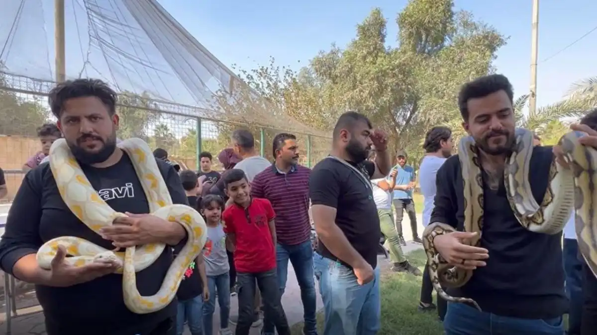من مهرجان الزواحف في العراق