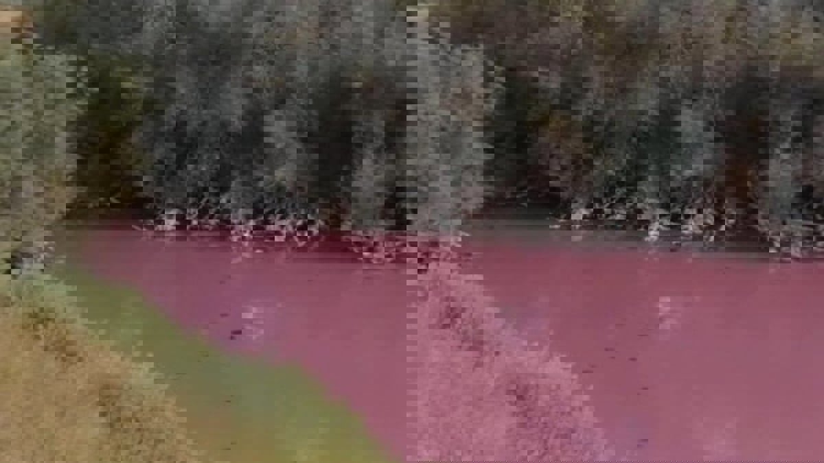 ظاهرة نادرة.. مياه بركة إسبانية تتحول إلى اللون الوردي
