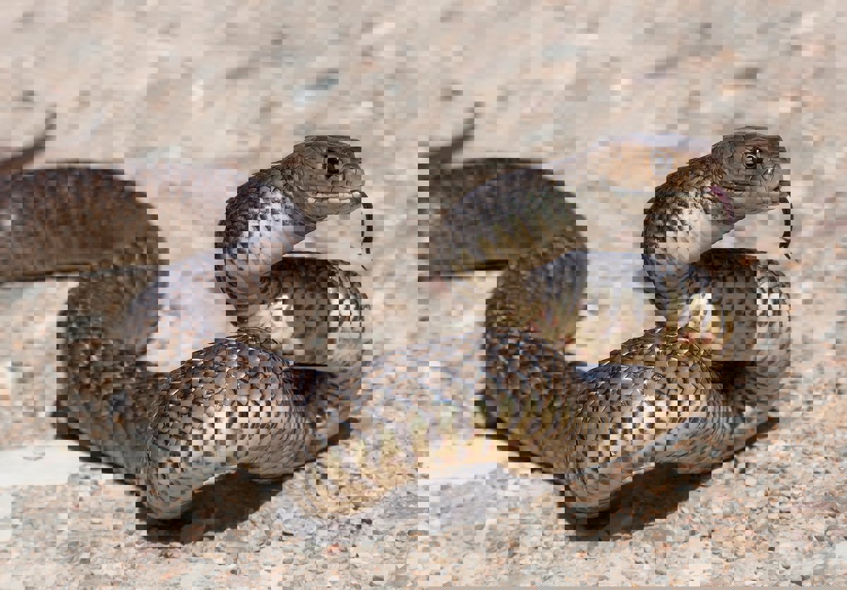 حاول إخراجها من مركز لرعاية الأطفال.. مصرع رجل بلدغة أفعى قاتلة (صور)