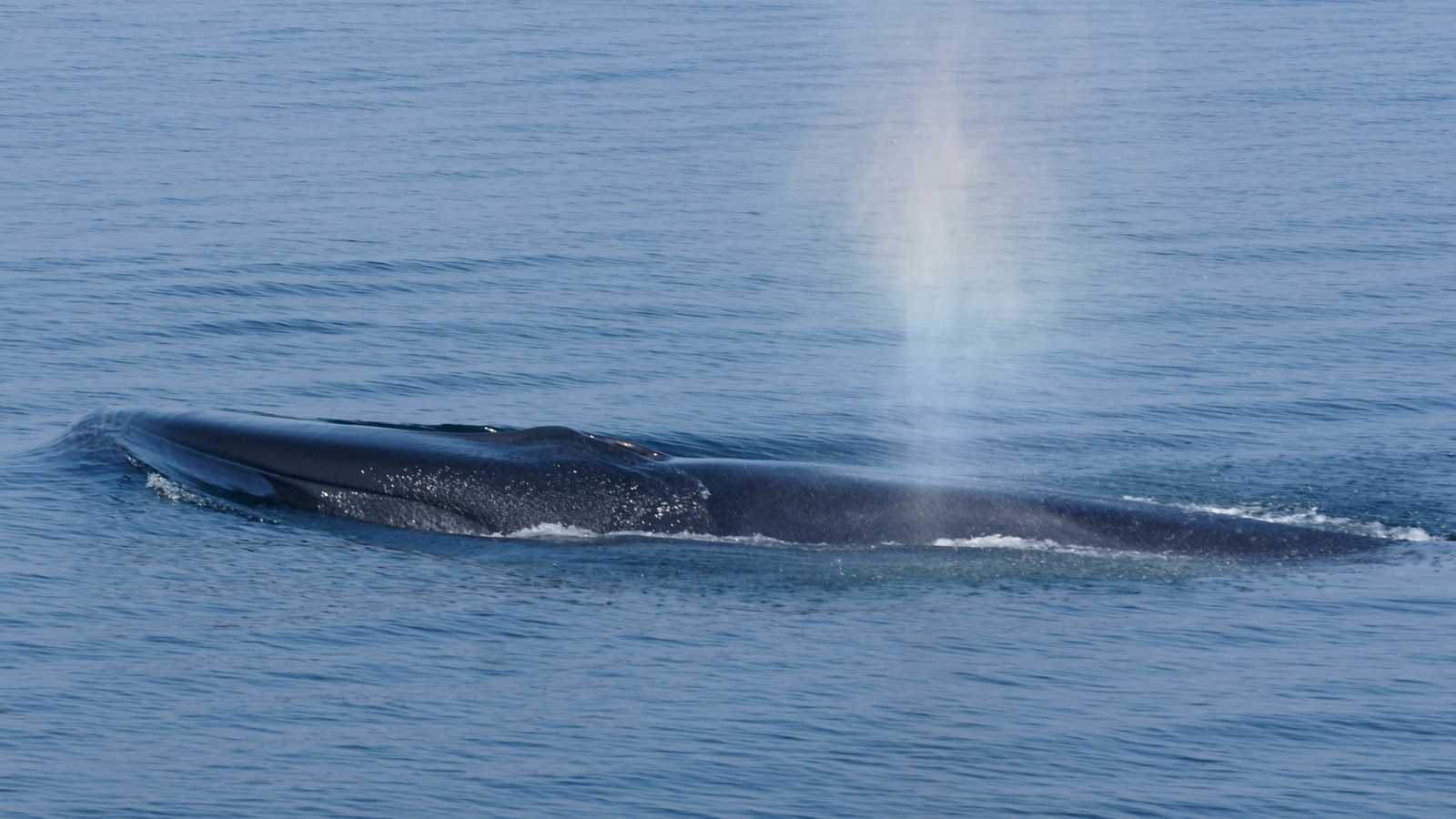 وحش بحري عملاق يصل سواحل بريطانيا ويطلق إنذار إنقاذ عاجلاً (فيديو)