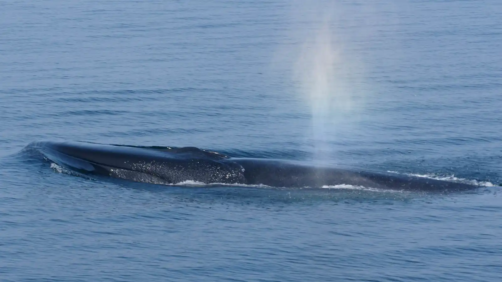 وحش بحري عملاق يصل سواحل بريطانيا ويطلق إنذار إنقاذ عاجلاً (فيديو)