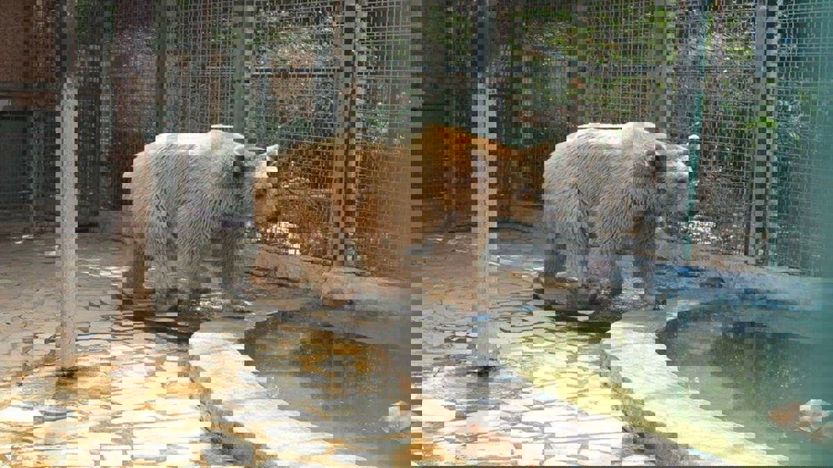 دب يقتل عاملا بحديقة حيوانات في بغداد