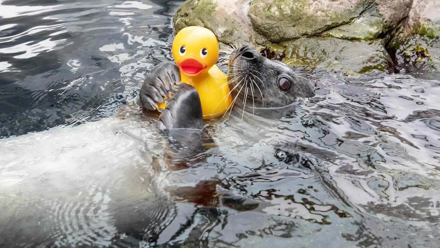 فقمة فضولية تتصدر الإنترنت مع بطتها المطاطية (فيديو)