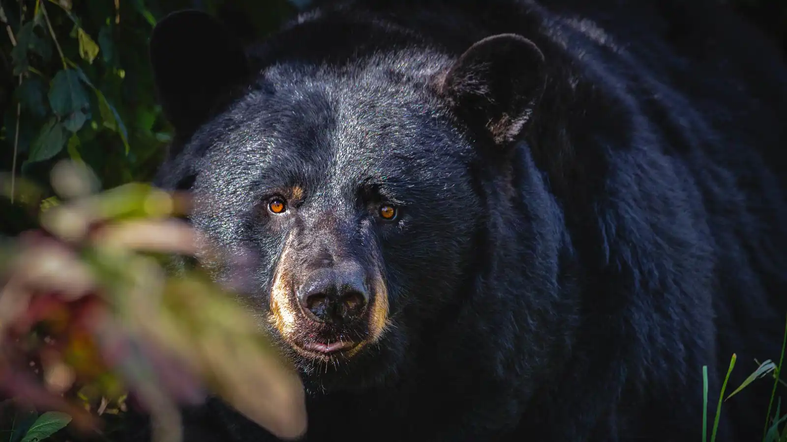 10 دقائق مرعبة.. دب أسود يطارد طفلاً (فيديو)