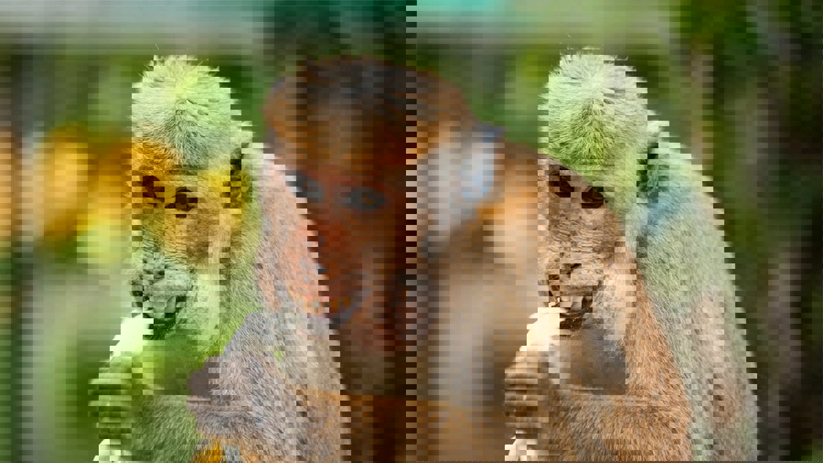 توقيف رجلين في الهند استخدما قردة لسرقة المال