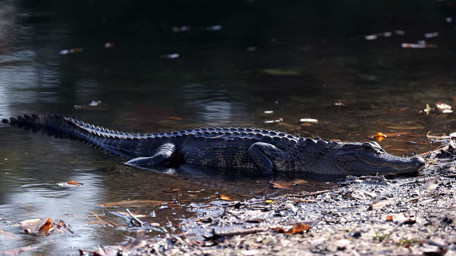 إسرائيل تبيد مئات التماسيح خوفاً من "هجوم تخريبي" (فيديو إرم)