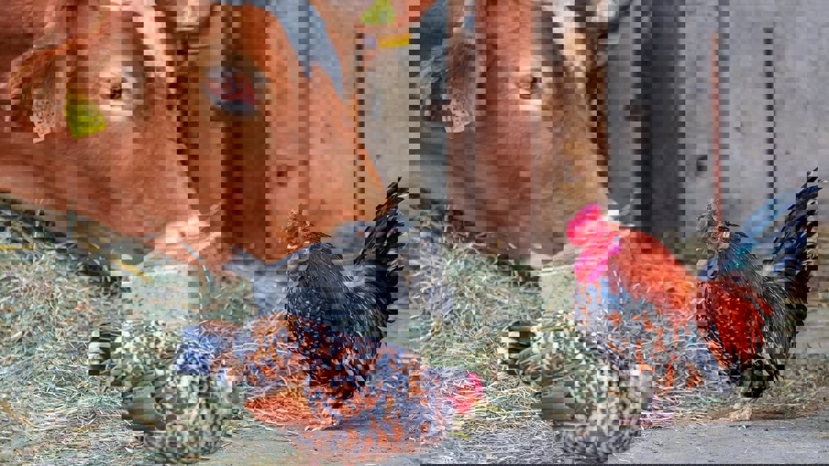 هل استبدال لحم البقر بالدجاج حلٌّ كافٍ للمسائل المناخية؟