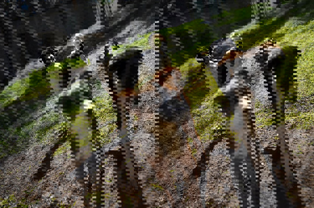 العراق.. كلب ضال ينهش أجساد 11 طفلا (فيديو)