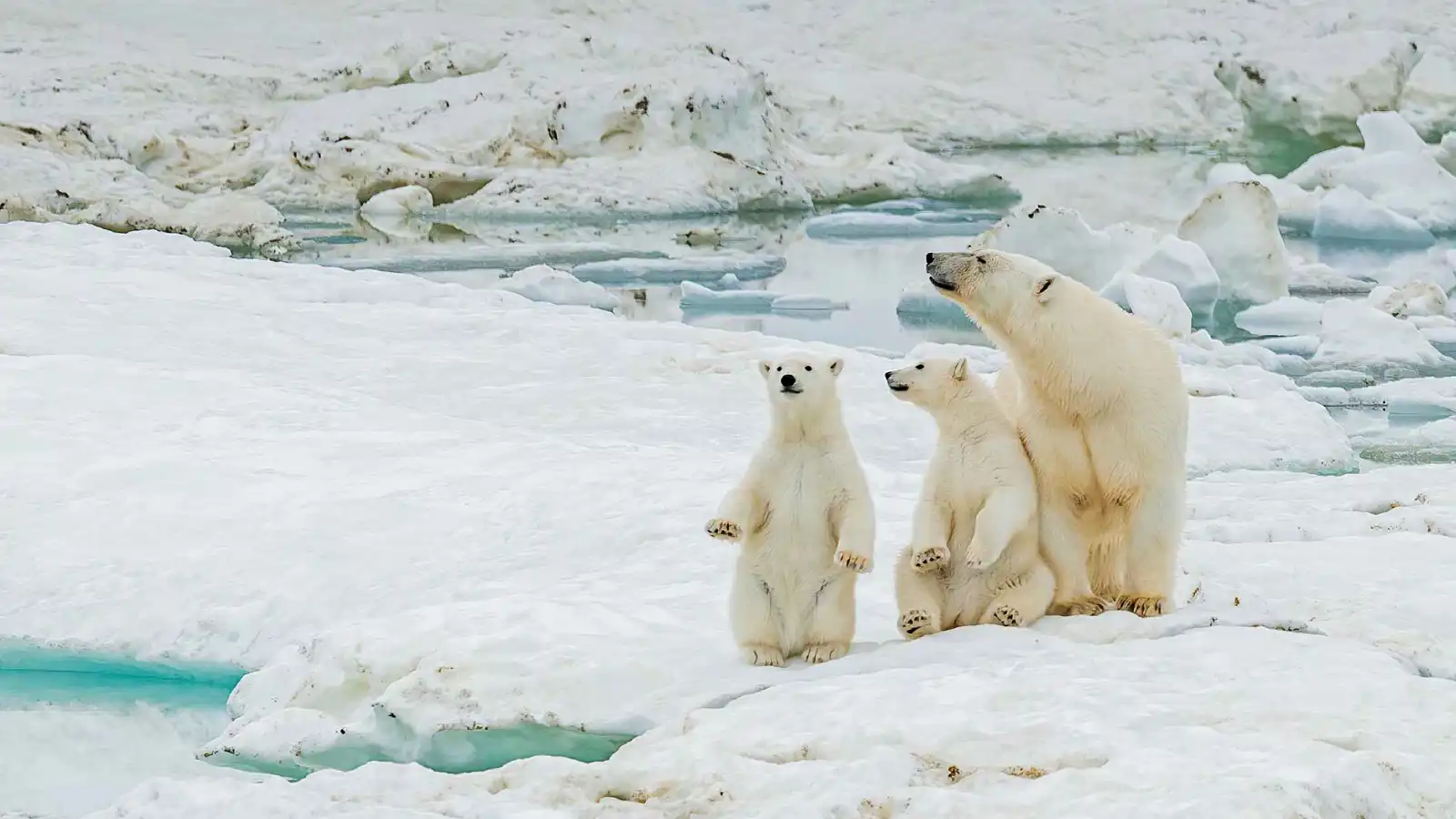 "لحظة مؤثرة".. أشبال الدب القطبي تحتضن أمها في الثلج (فيديو)