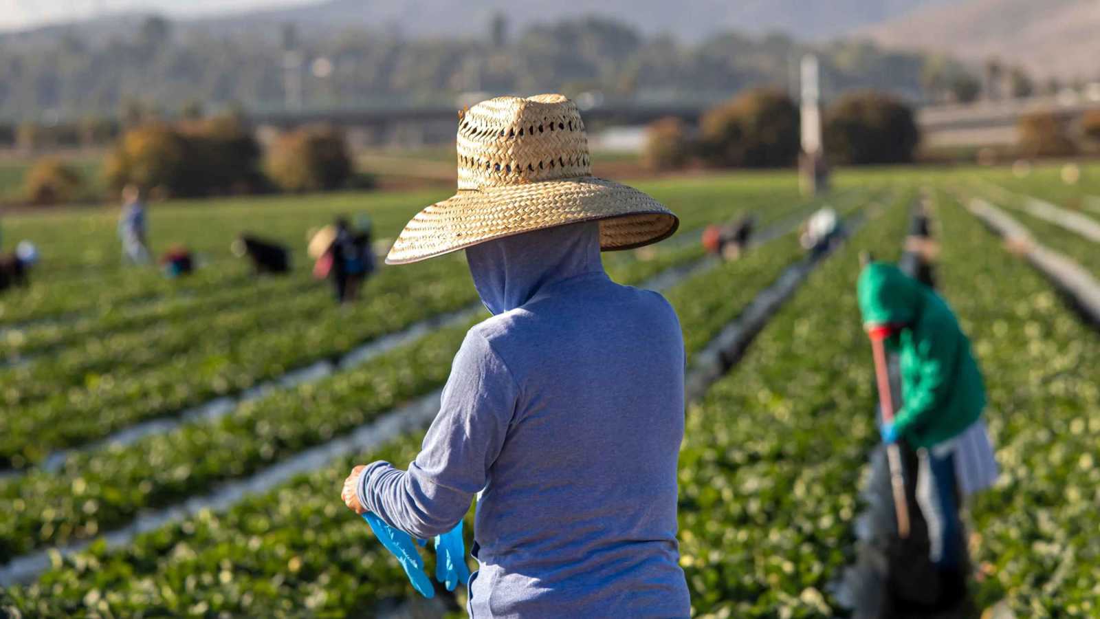 عمالة مكسيكية مهاجرة في الولايات المتحدة