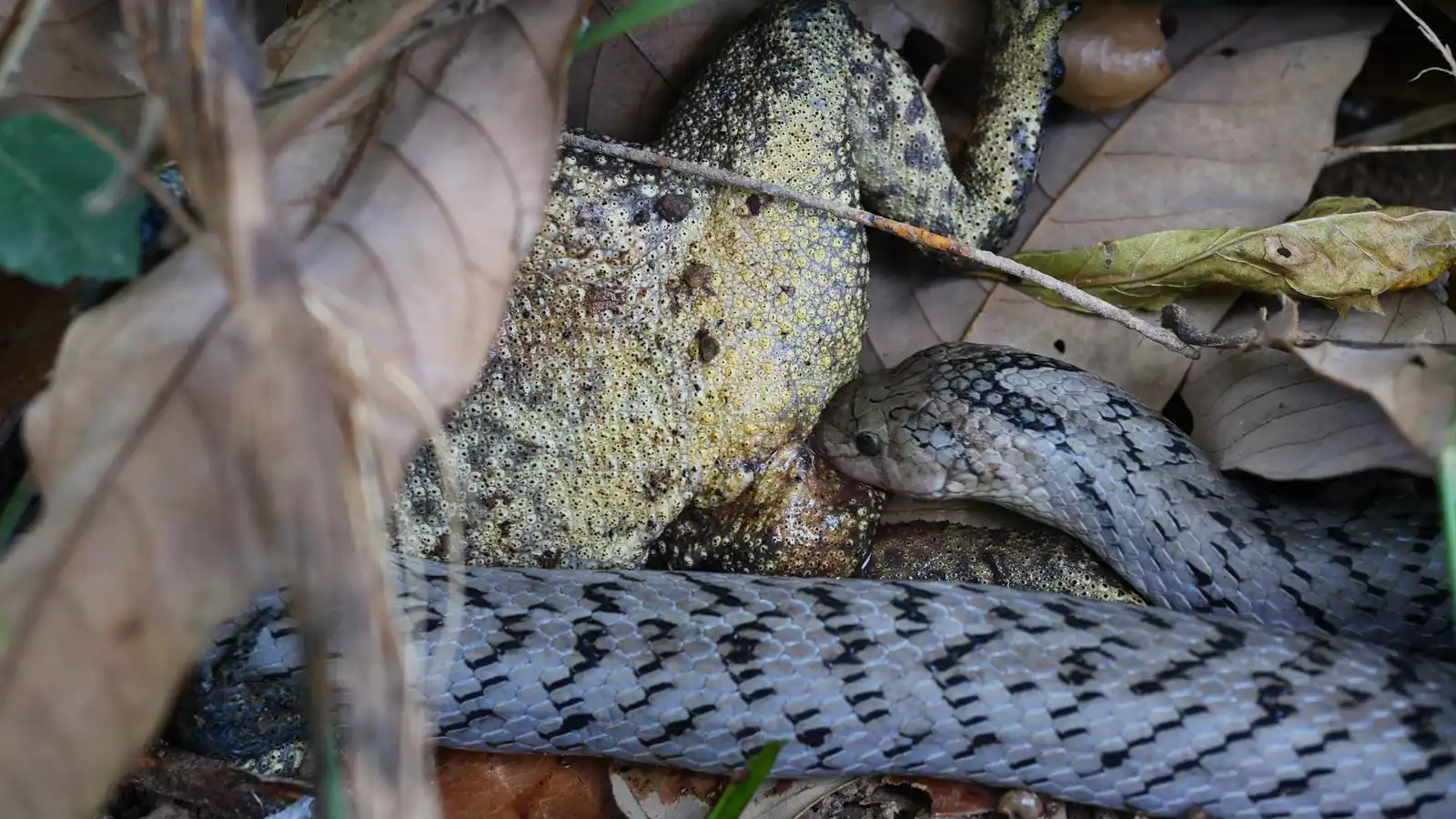"سفّاحة الثعابين".. هكذا تلتهم أفعى الكوكري أحشاء فرائسها