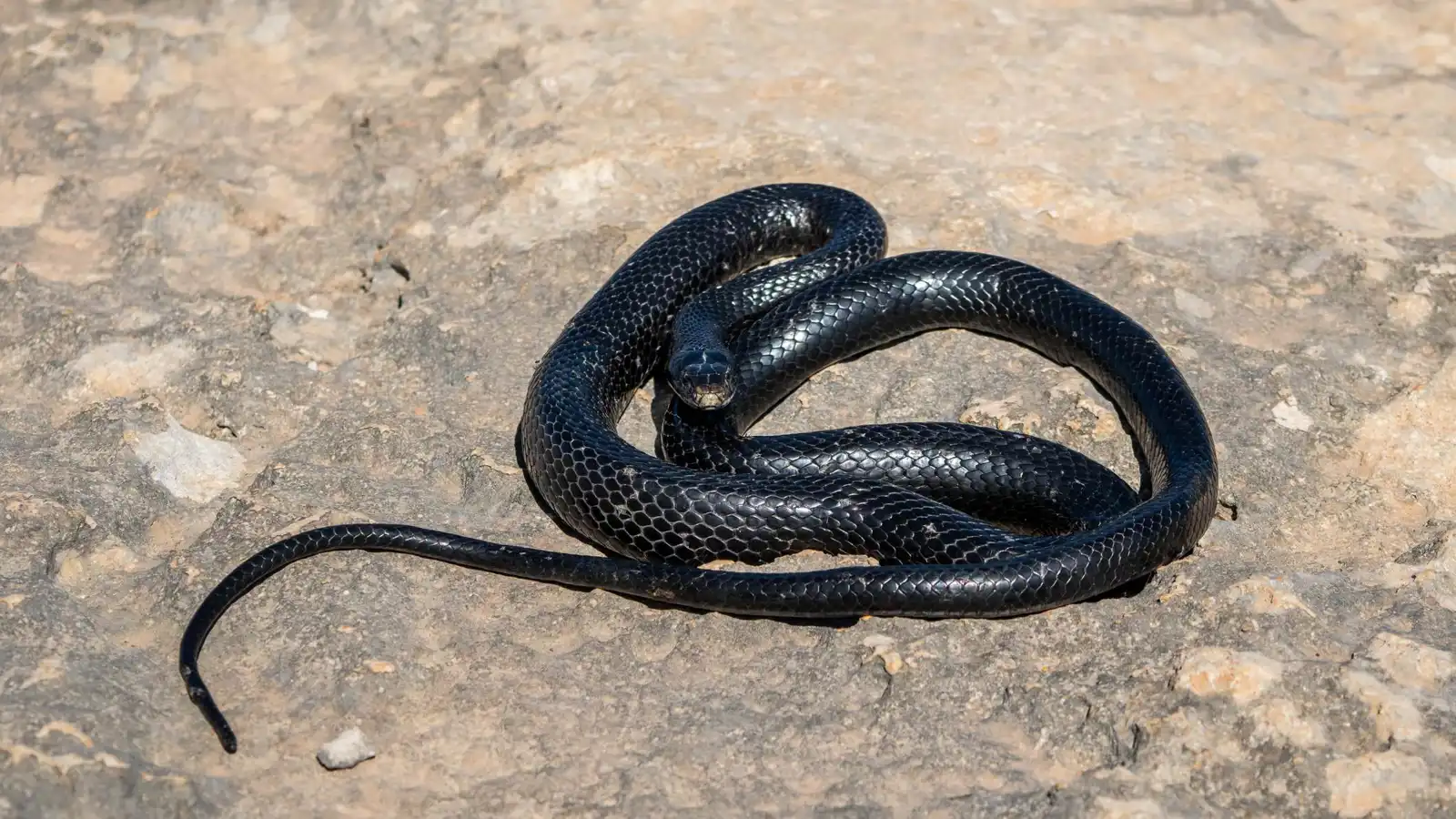 اكتشاف ثعبان جديد في الهند بعد سنوات من الاختباء