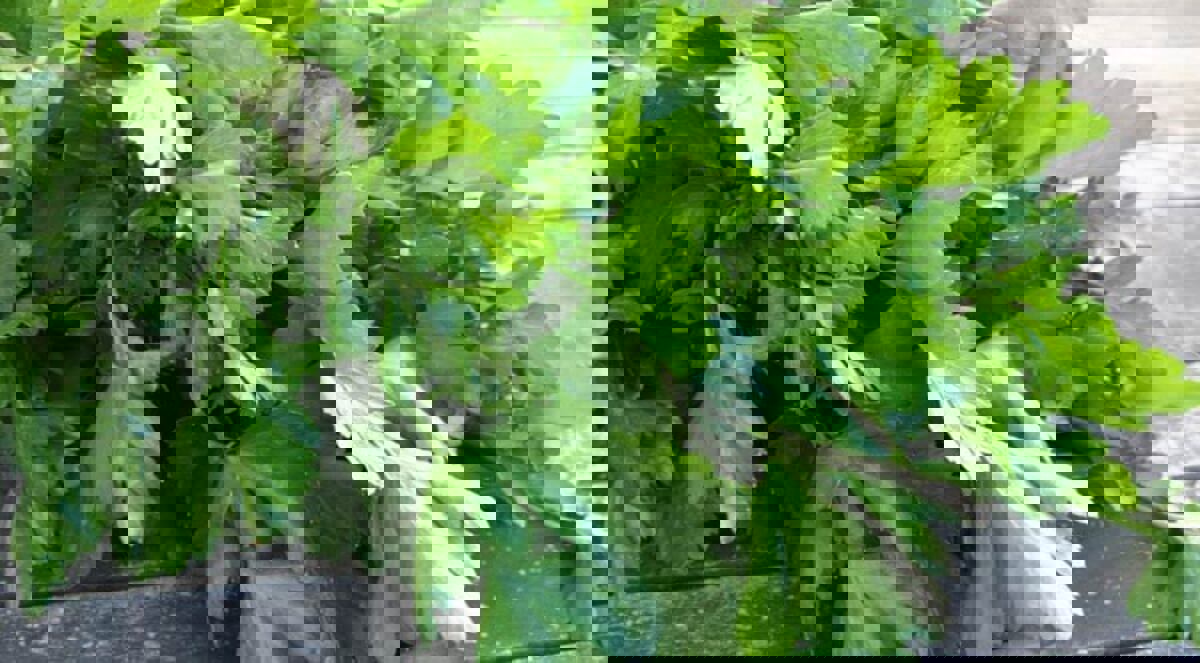 دراسة: البقدونس يقي من السرطان والسكري