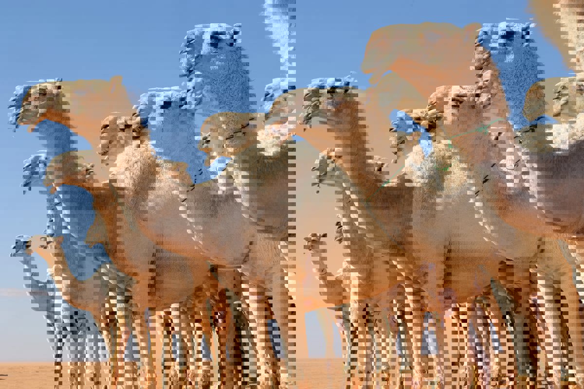 السعودية.. شاب يهدي عقدًا ثمينًا من ماركة عالمية شهيرة لناقته (صور)