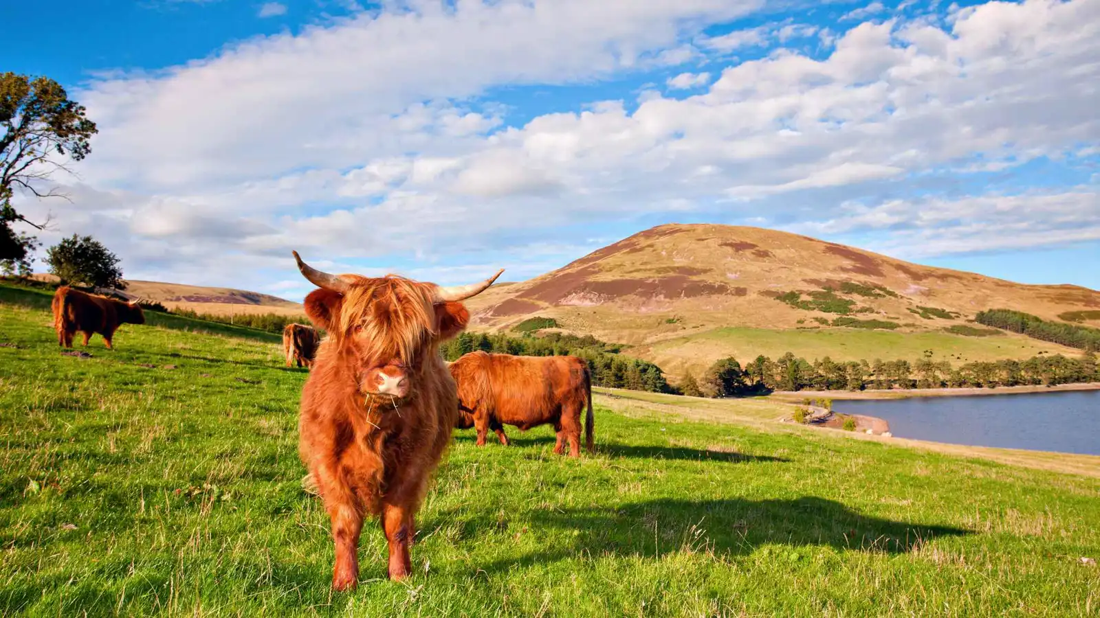 بسبب الزوار.. نقل أبقار محمية بريطانية لحمايتها من التوتر