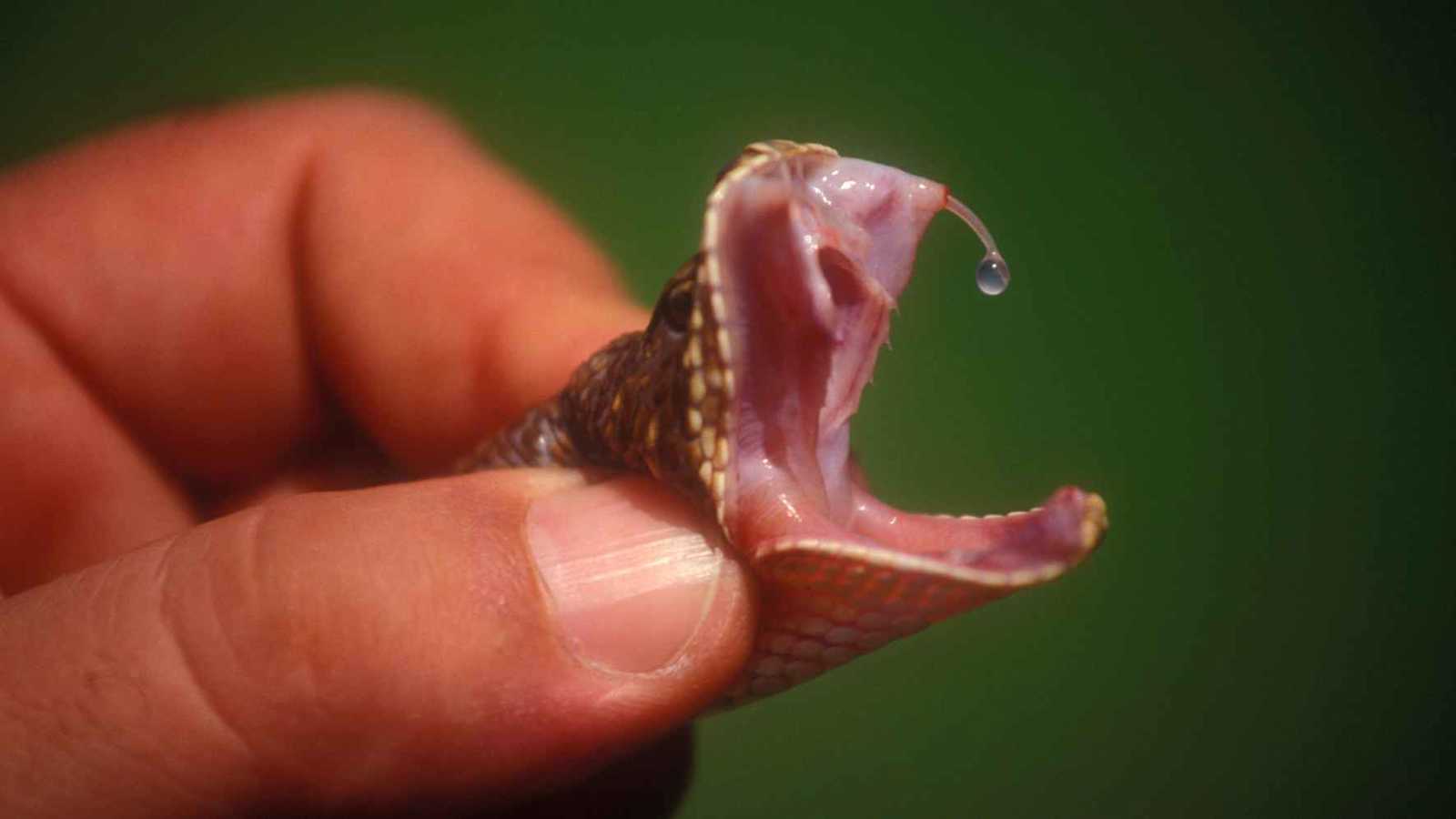 ثعابين سامة تهاجم عائلة في اليمن وتقتل 4 أشقاء (فيديو)