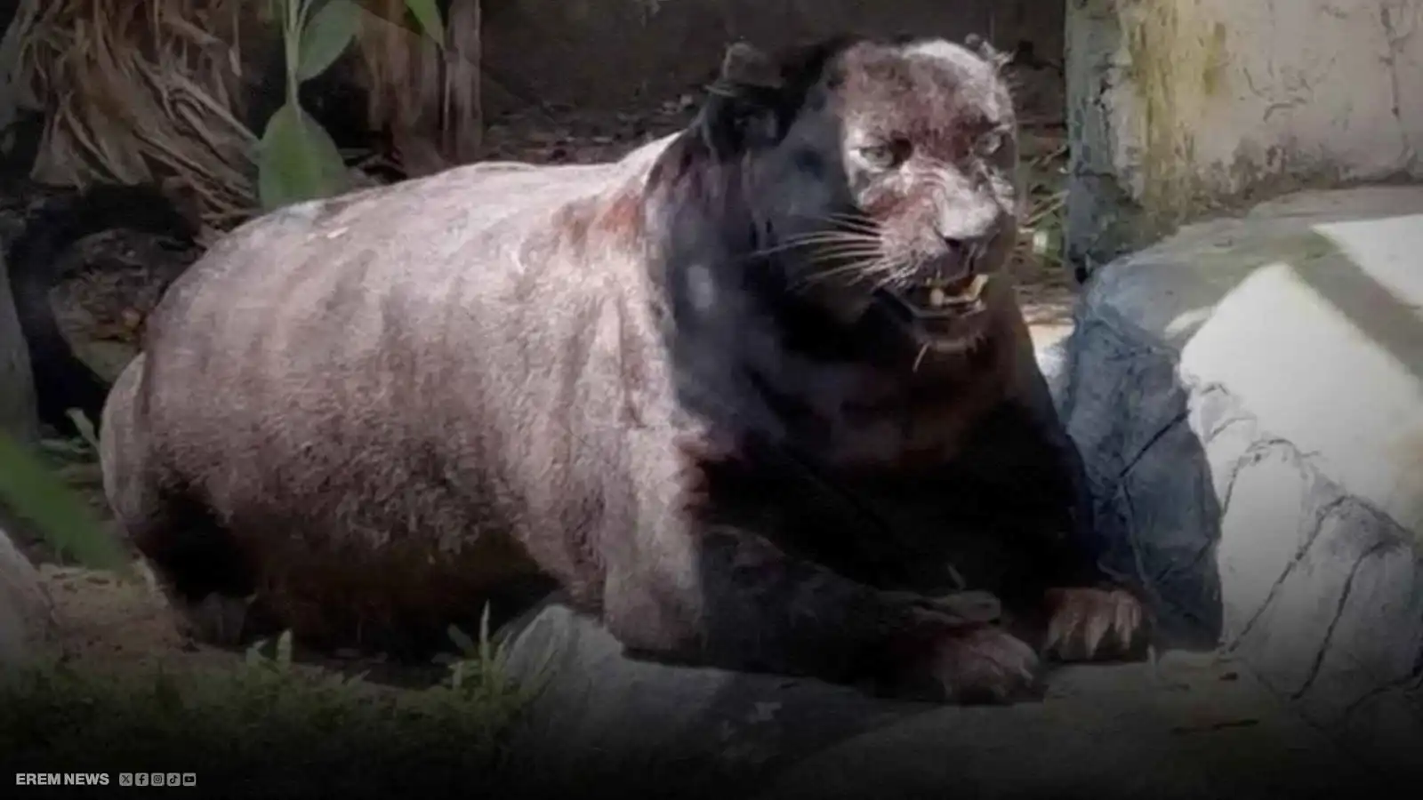 النمر السمين