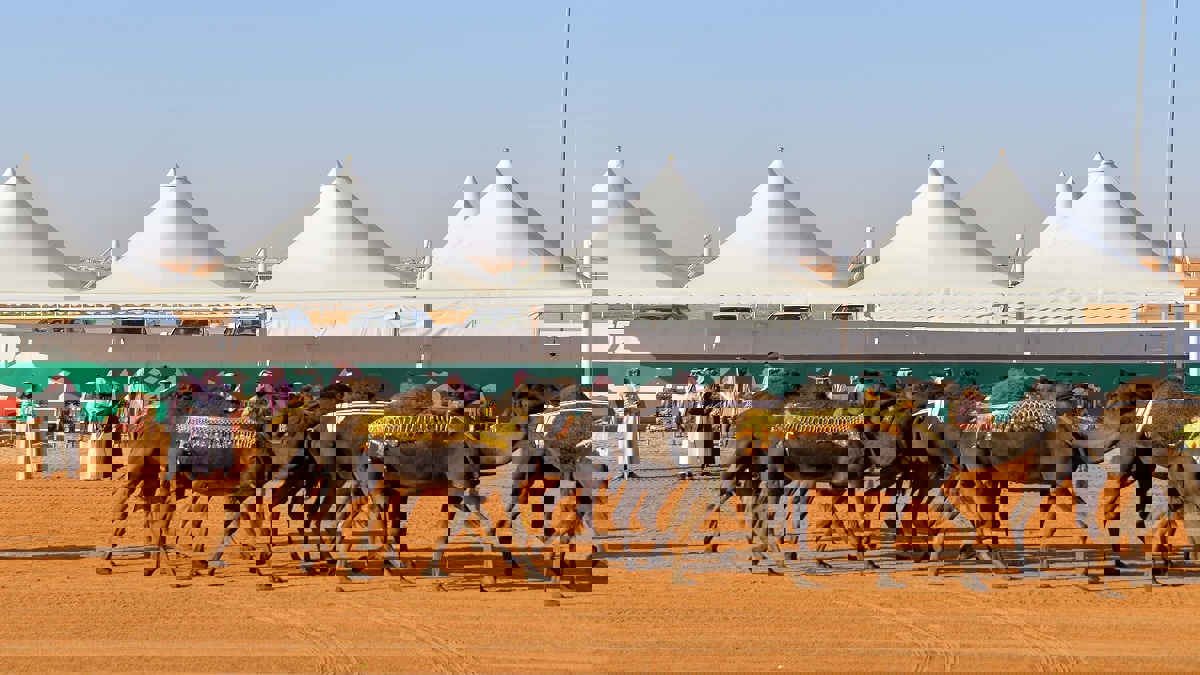 السعودية.. ملاك الإبل يلجأون لعمليات التجميل مع احتدام مسابقات المزايين