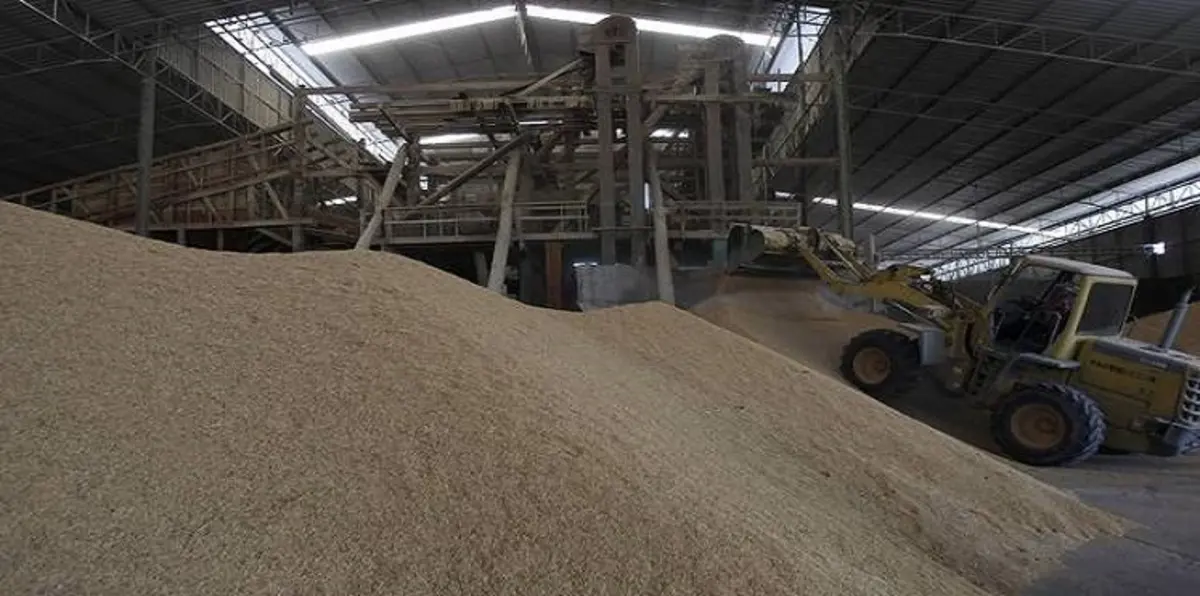 السعودية تشتري 620 ألف طن من القمح