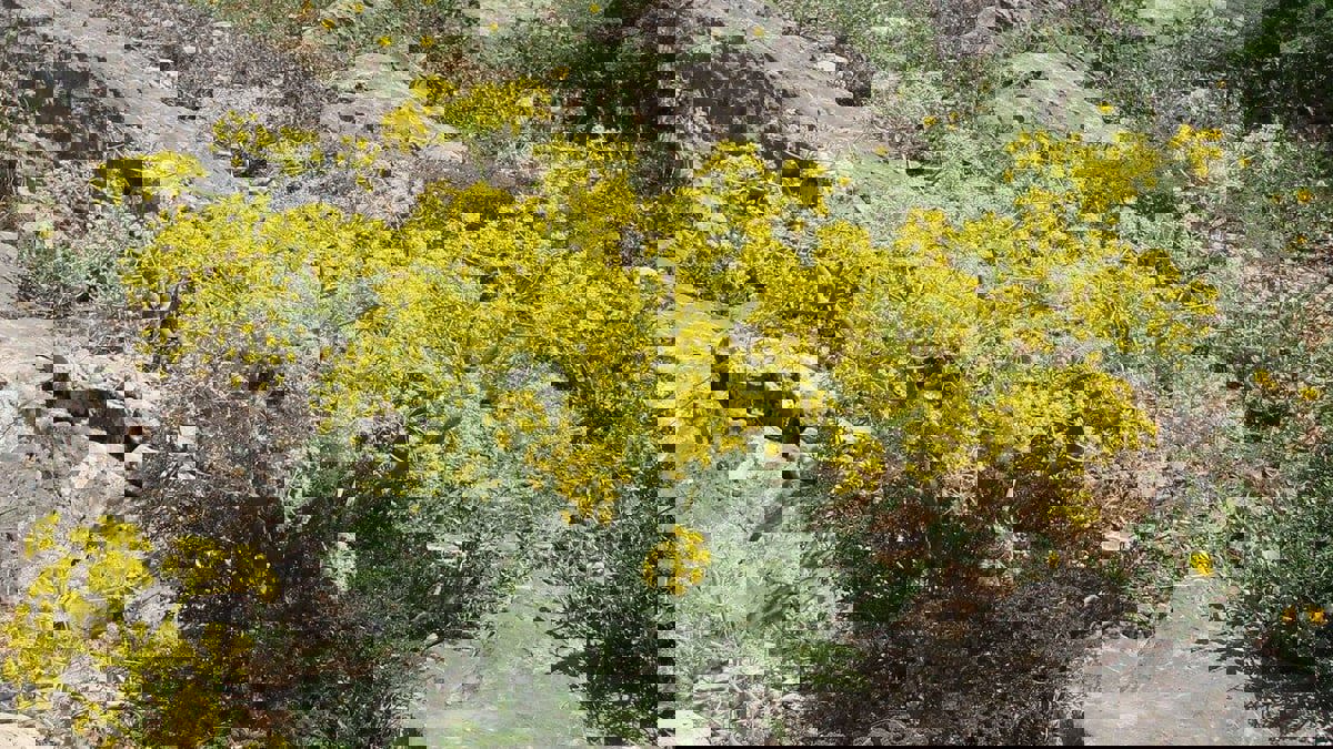 إعادة اكتشاف "النبات المعجزة" بعد 2000 سنة من انقراضه