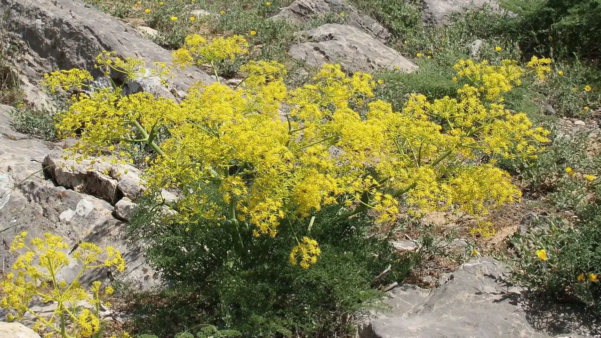 إعادة اكتشاف "النبات المعجزة" بعد 2000 سنة من انقراضه