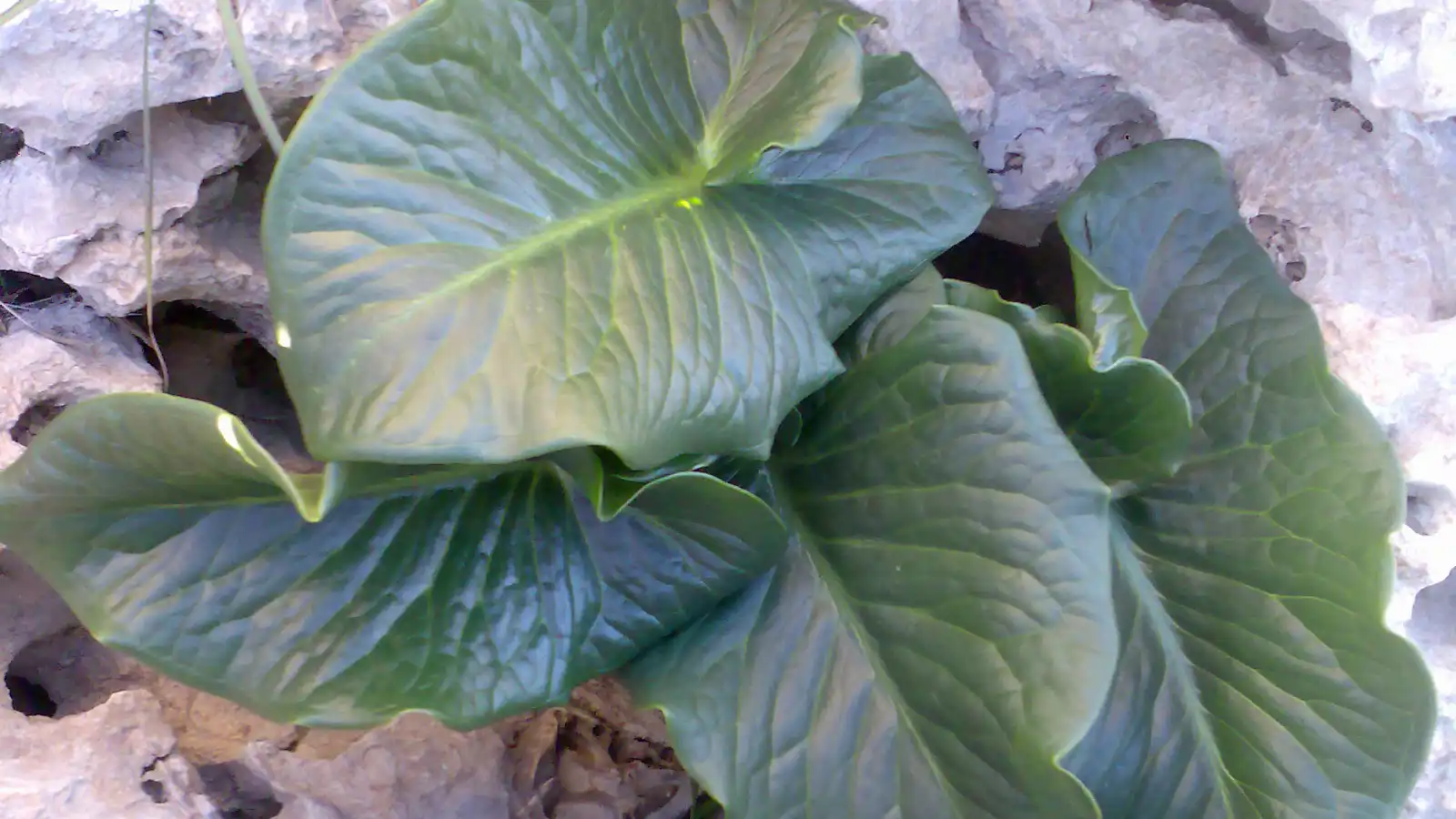 نبتة "اللوف" السامة.. ما سرّ الطبق الشعبي المفضل في سوريا؟