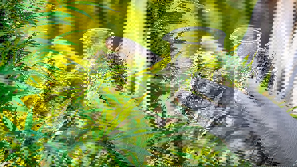 أمريكا.. توصية محتملة قد تهدد بانتشار الماريغوانا

