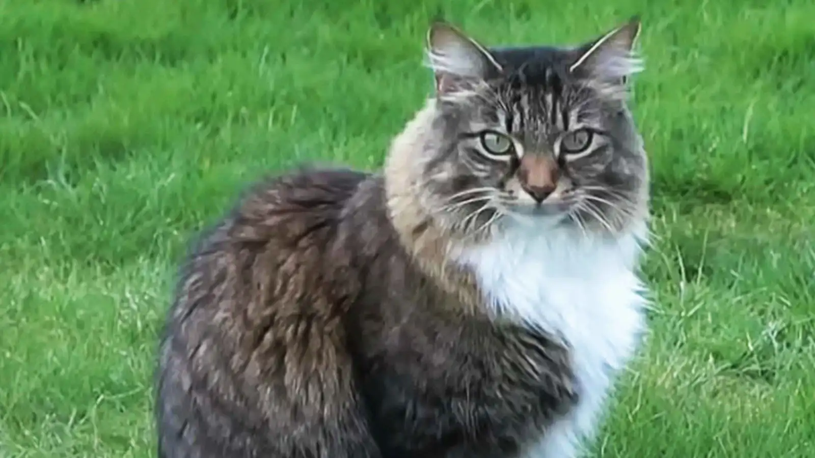 "مغامرات لويس".. قط يعبر حدود كندا وأمريكا يوميا بلا جواز سفر (فيديو)