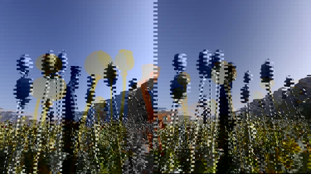 حظر طالبان لزراعة الأفيون يثير مخاوف أوروبا من "الفنتانيل"