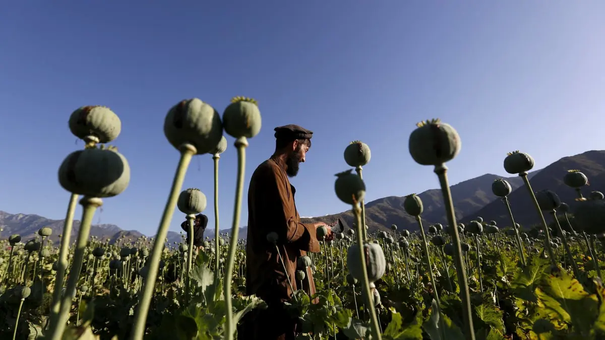 حظر طالبان لزراعة الأفيون يثير مخاوف أوروبا من "الفنتانيل"