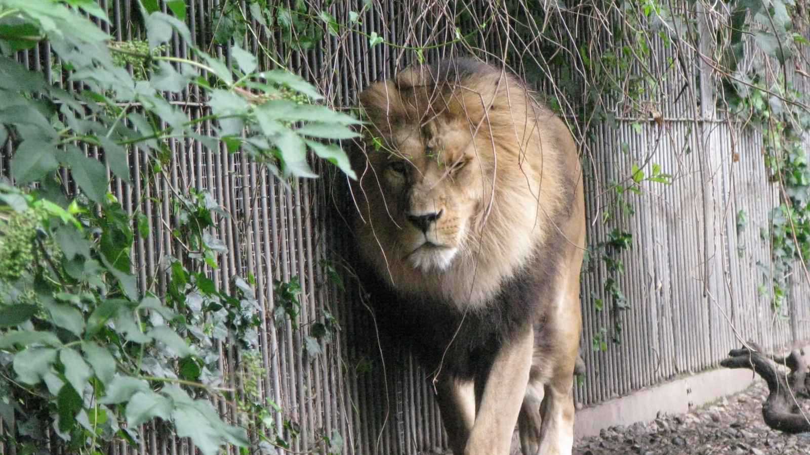 أسد داخل حديقة حيوان