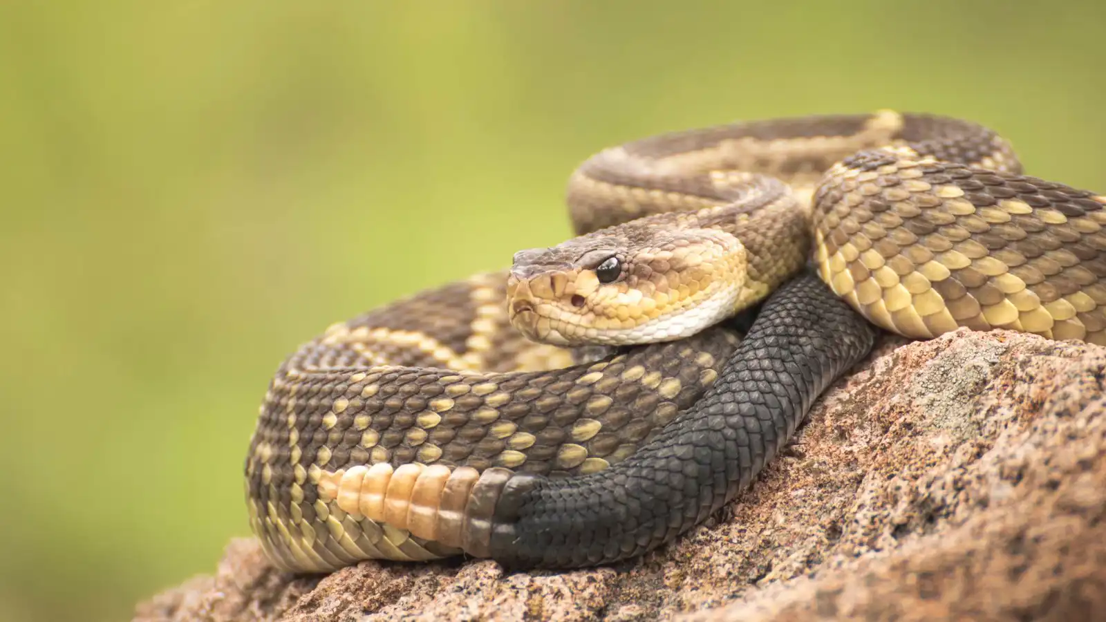 الثعابين تهاجم في أجزاء من الثانية.. سرعة تَفوق الدماغ البشري