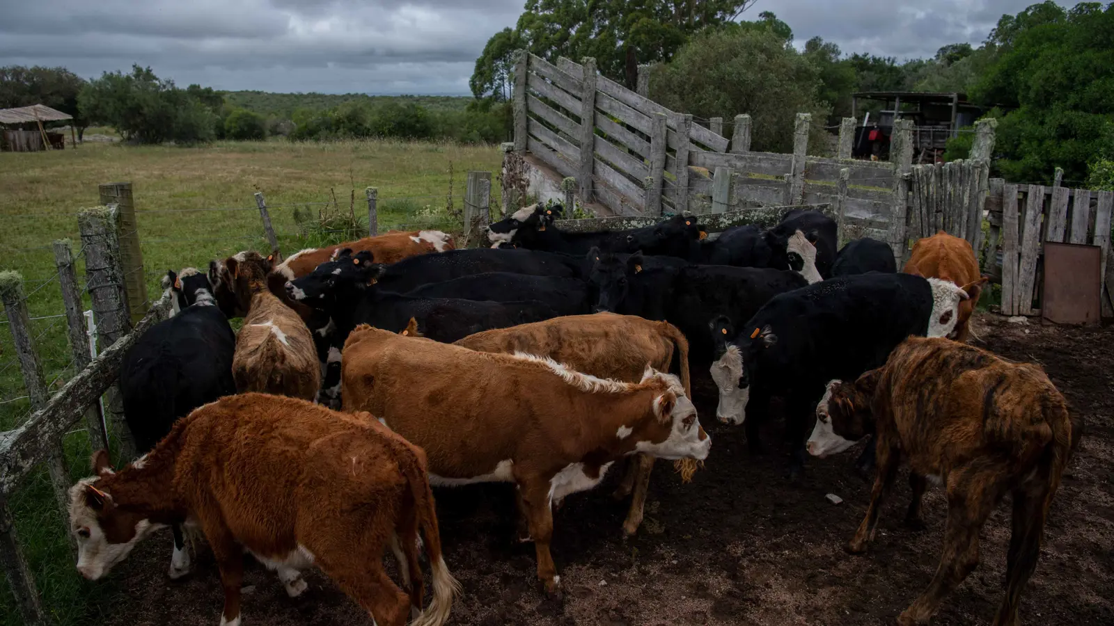 تفشي الحمى القلاعية في المجر وسلوفاكيا يوقظ فرضية "الإرهاب البيولوجي"