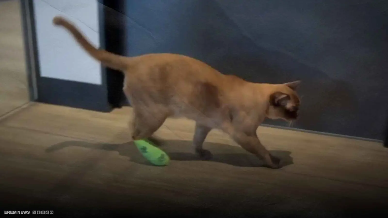 قطع 250 كيلومتراً.. قط تائه يعبر دولتين ليعود إلى أصحابه (فيديو إرم)