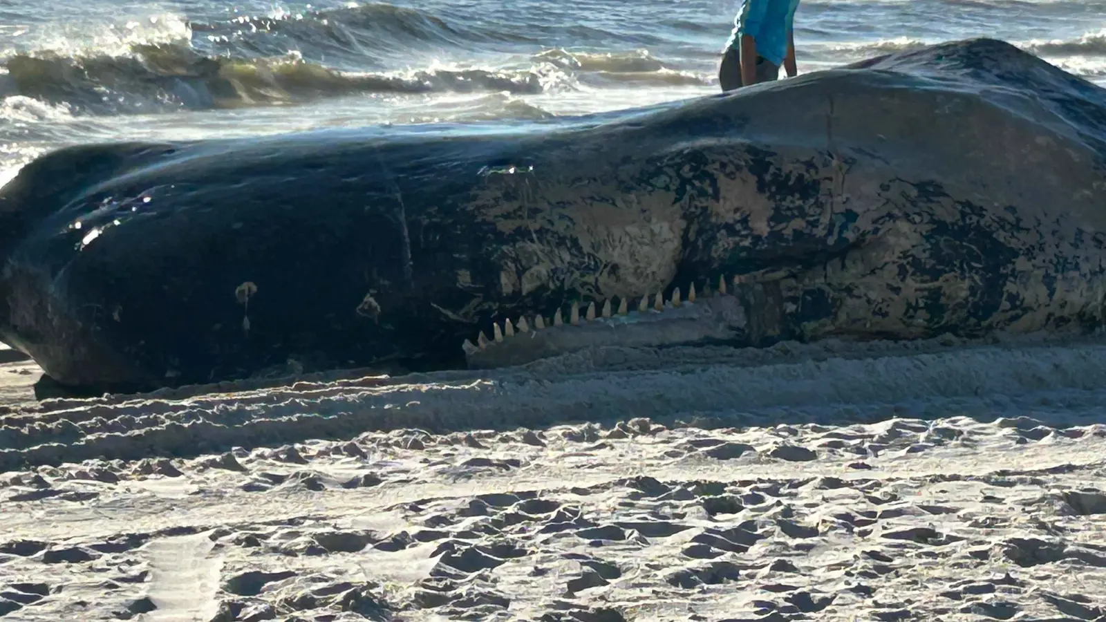 بعد تسرب نفطي.. نفوق أكثر من 30 حوتا في البحر الأسود (فيديو)