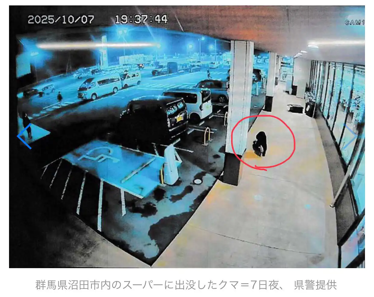 الدب عند مدخل السوبرماركت