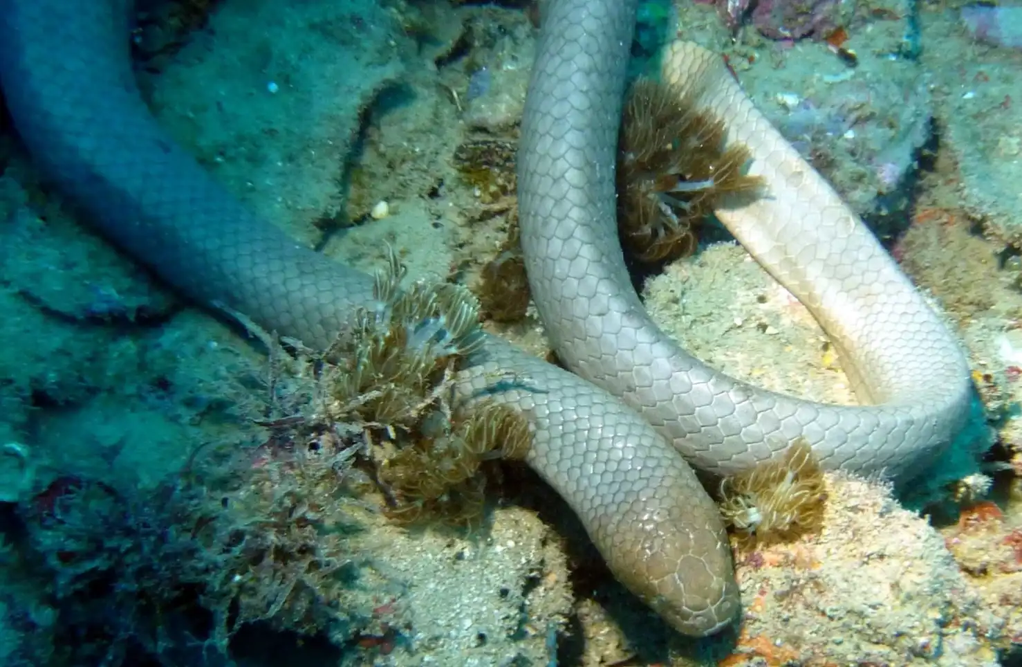 ثعبان Aipysurus laevis