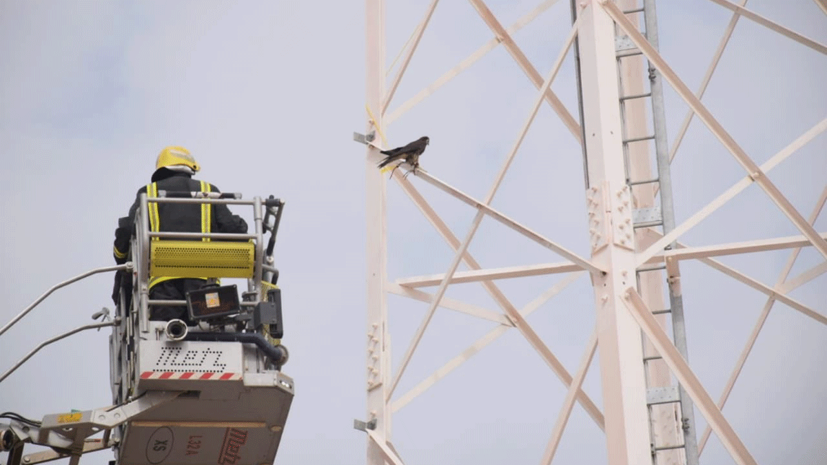 بالصور.. الدفاع المدني السعودي ينقذ صقرًا علق في برج اتصالات