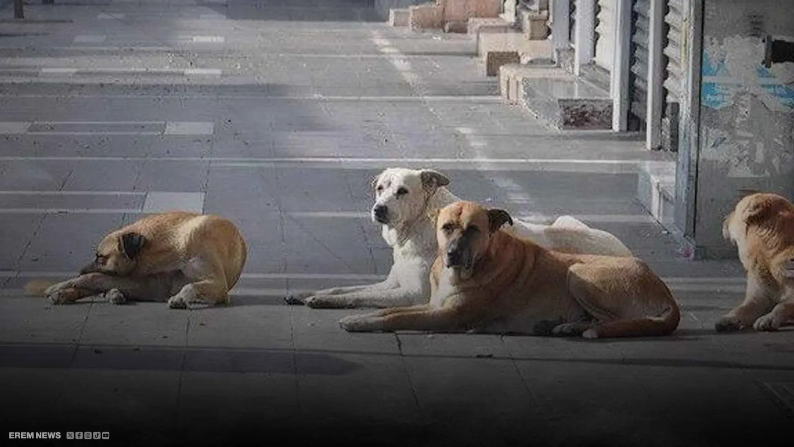 مشاهد رعب من قلب المقبرة.. رجل وامرأة ينبشان قبور كلاب