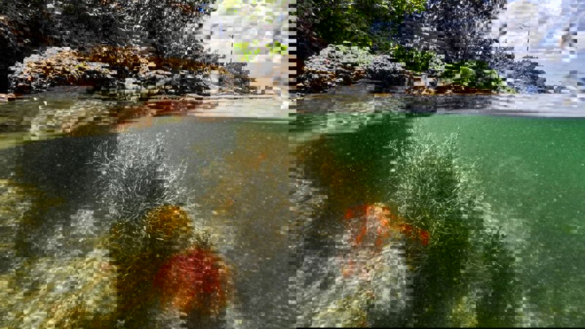 علماء: ارتفاع درجات حرارة مياه فلوريدا يثير مخاوف بشأن الشعاب المرجانية