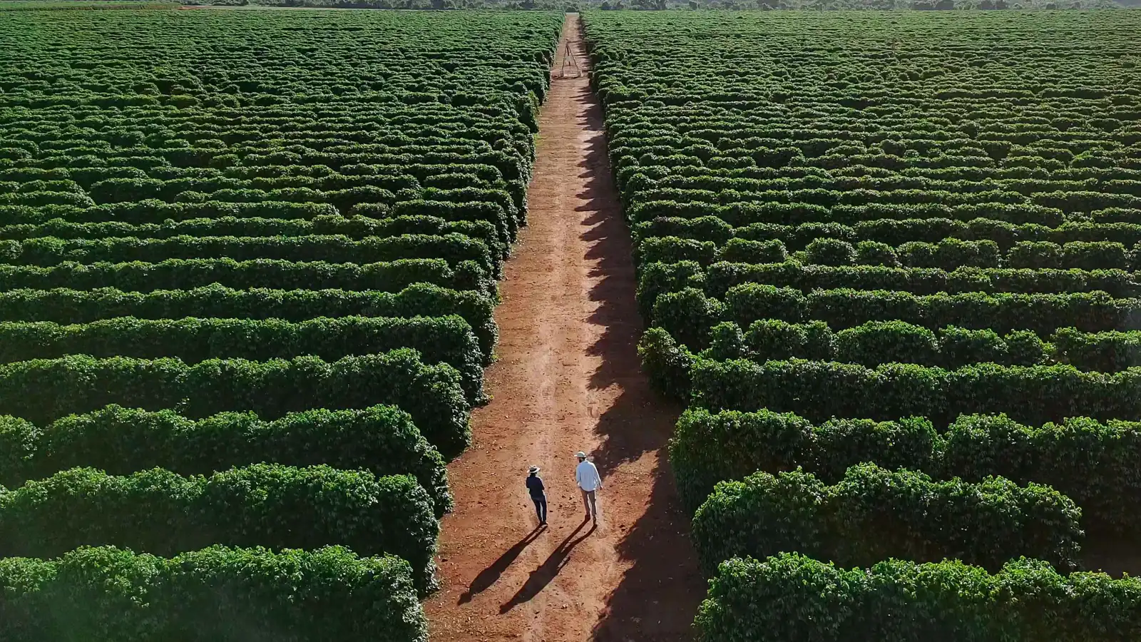 تغير المناخ يهدد محاصيل القهوة والعنب والكاكاو