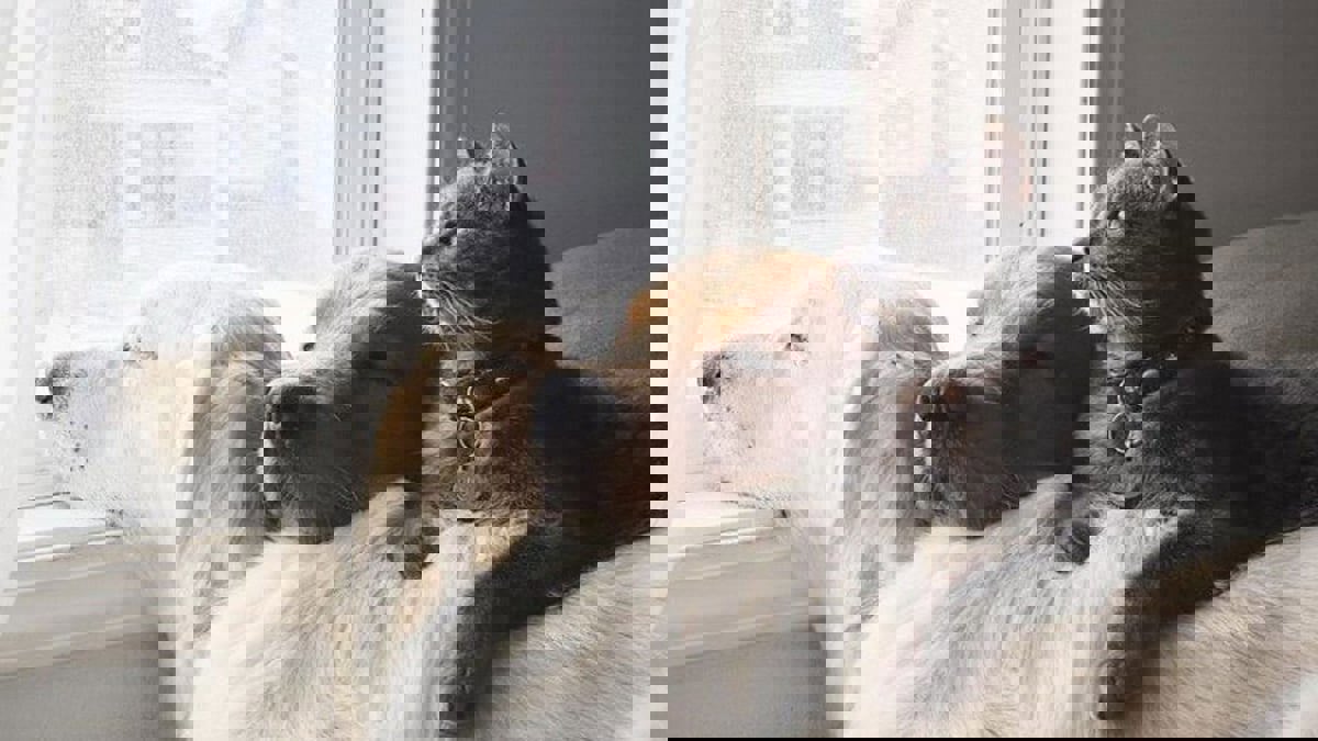 دراسة: بعكس الكلاب.. القطط تحب من يكرهها